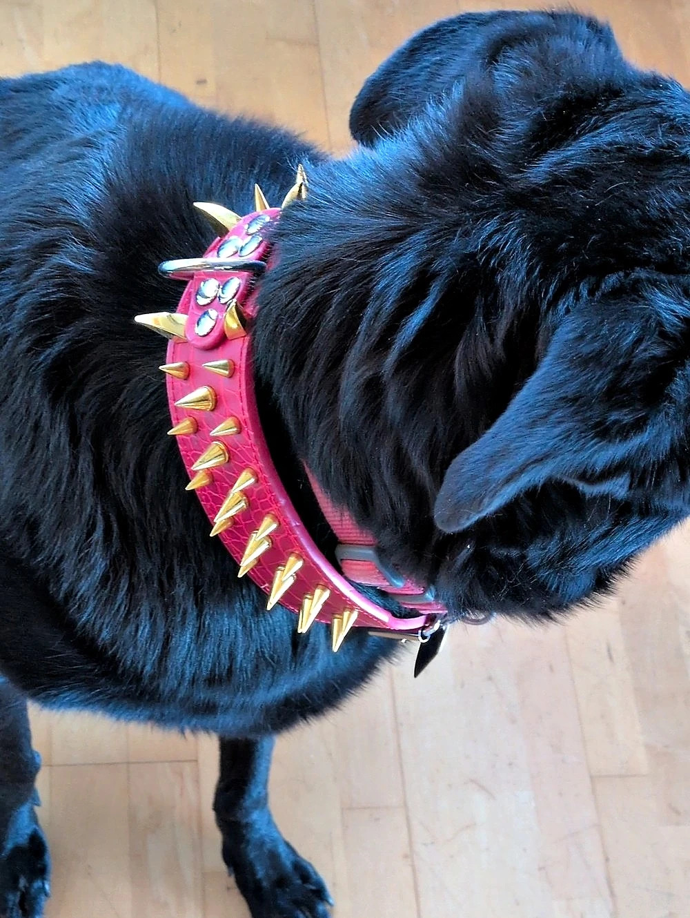 Red And Gold Studded Spiked Dog Collar And Hold
